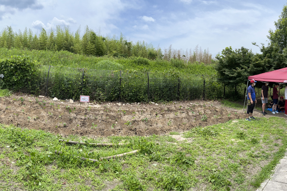 野洲養護学校に新たに芋畑が完成