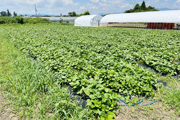 2022年7月 滋賀の恵みを一杯にすくすく育っています！