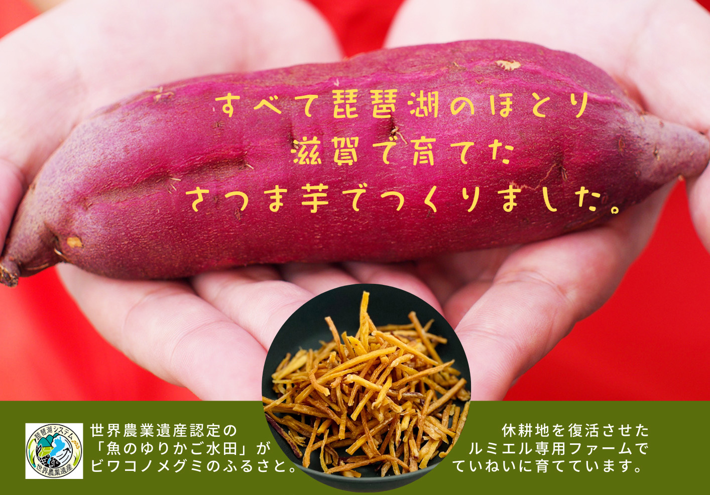 ビワコノメグミ芋けんぴ|滋賀県野洲市 ビワコノメグミ芋けんぴ|滋賀県野洲市